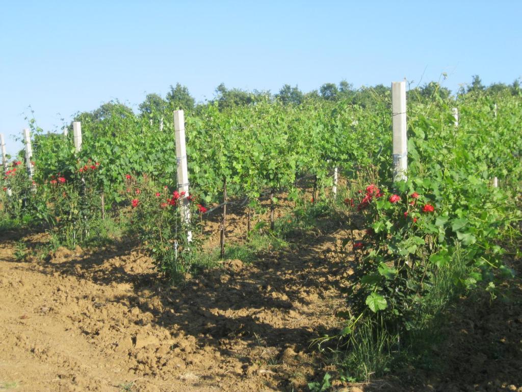 Agriturismo Consalvi Valentina Marsciano Εξωτερικό φωτογραφία